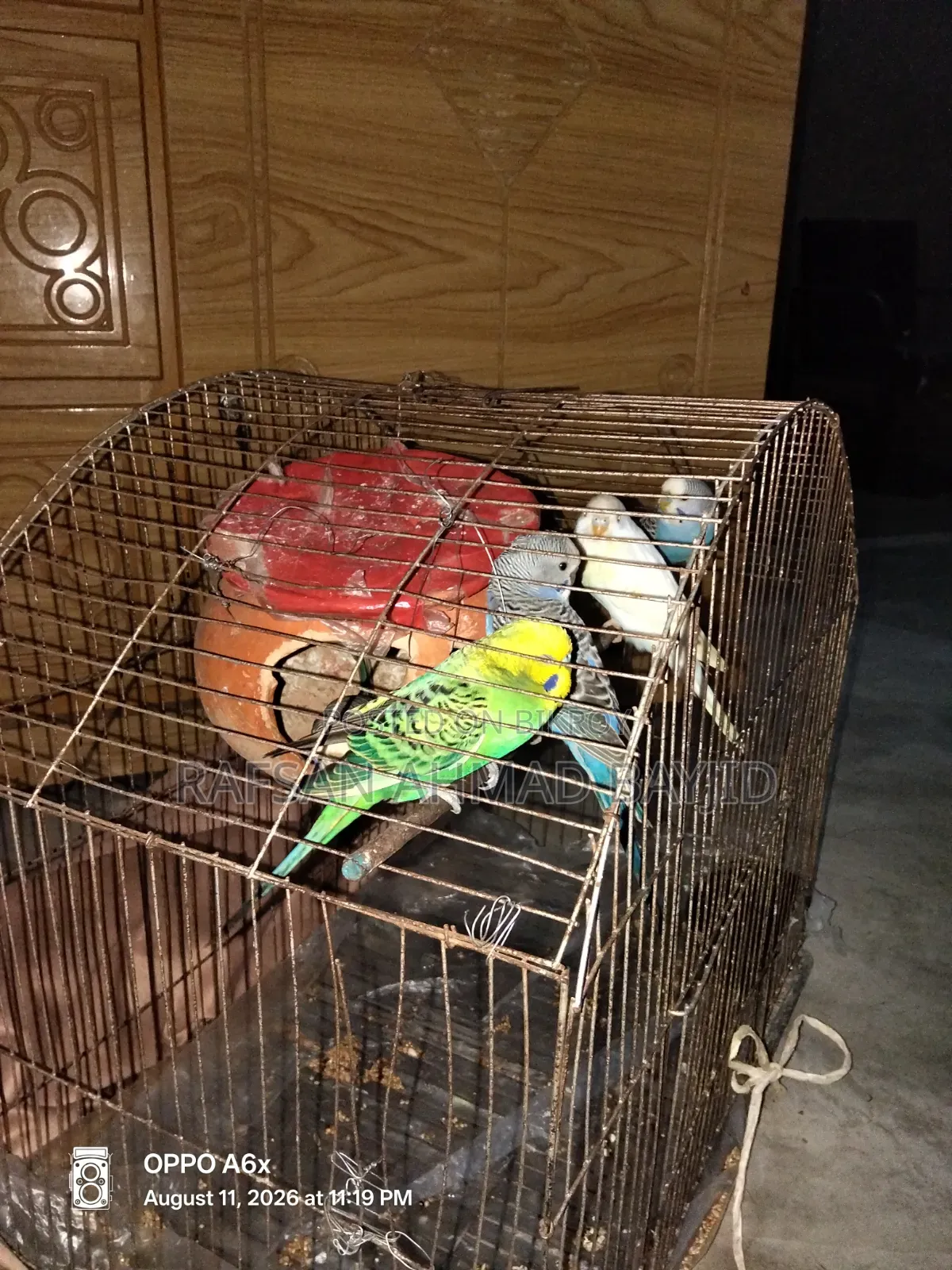 Bazigor Birds Seeling