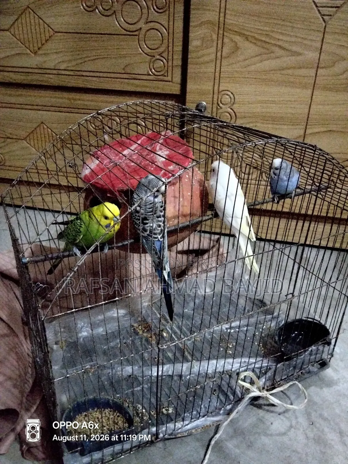Bazigor Birds Seeling