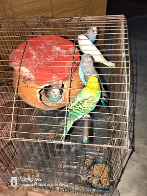 Bazigor Birds Seeling