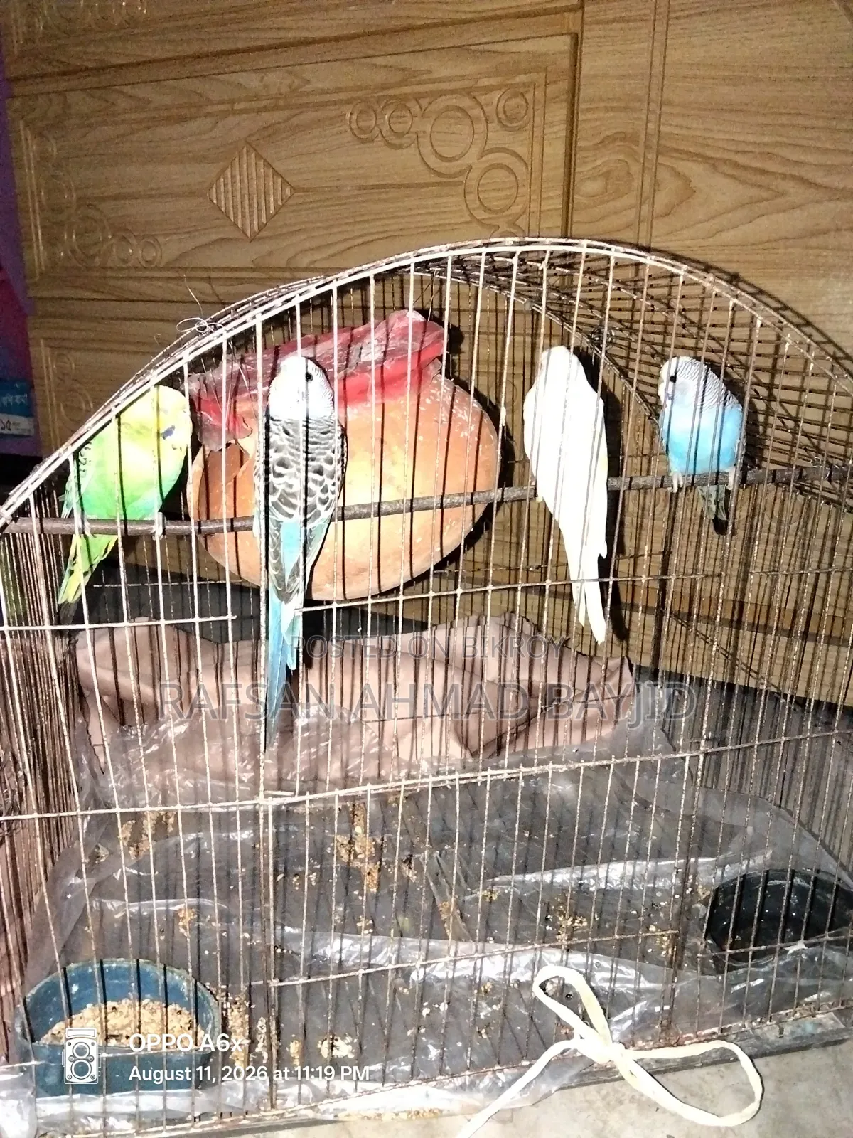 Bazigor Birds Seeling