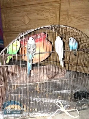 Bazigor Birds Seeling
