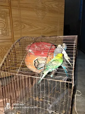 Bazigor Birds Seeling