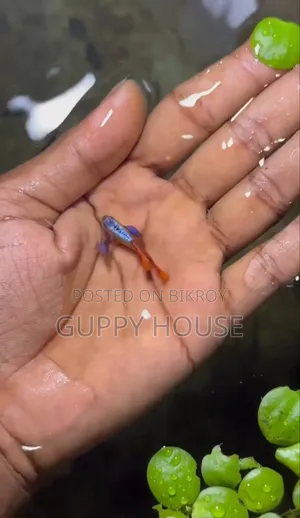 RTP Guppy. Guppy