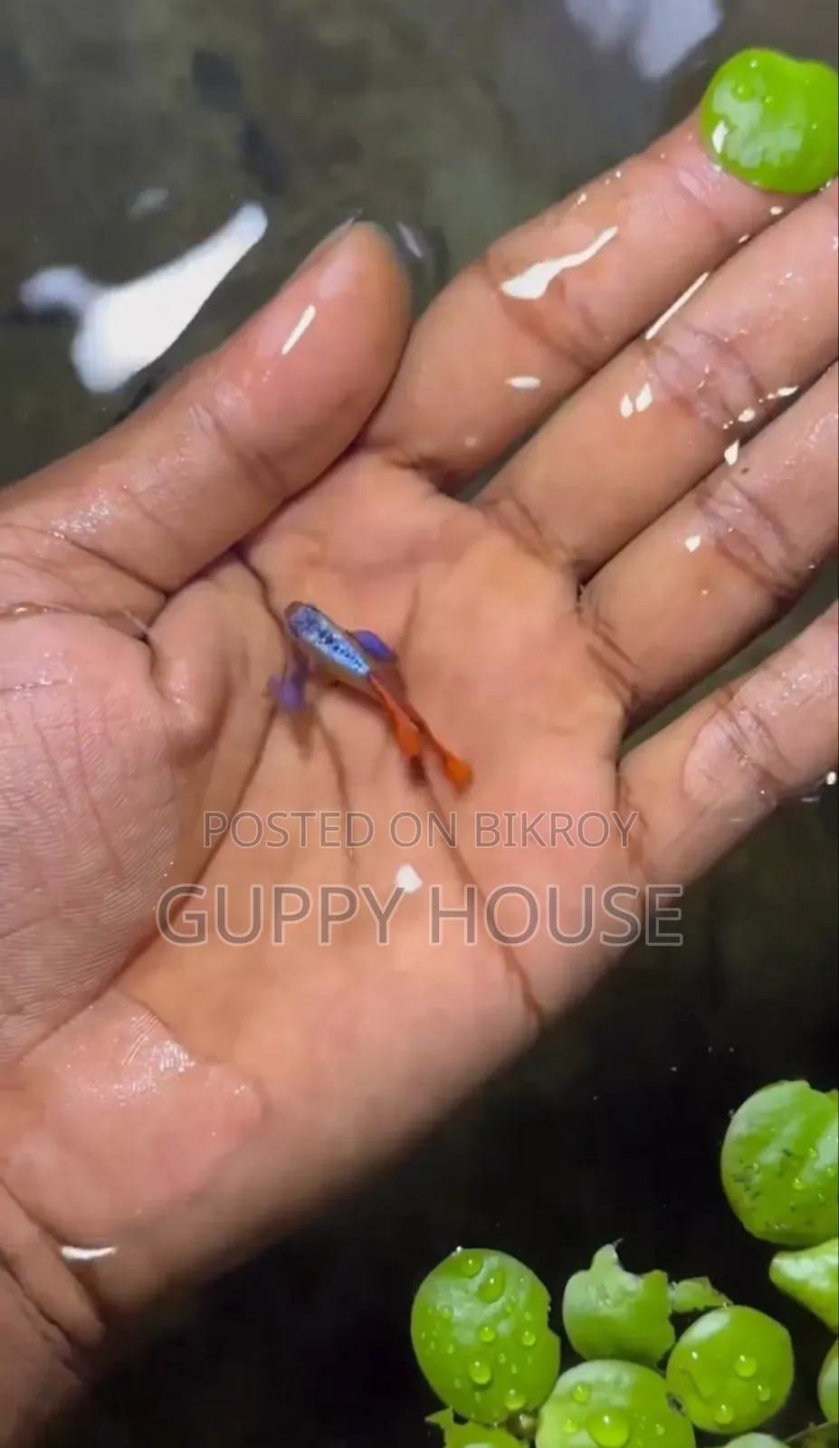 RTP Guppy. Guppy