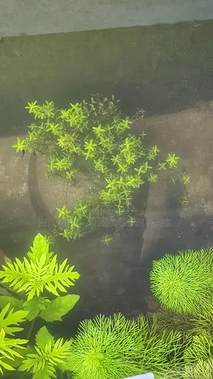 Trees for sale