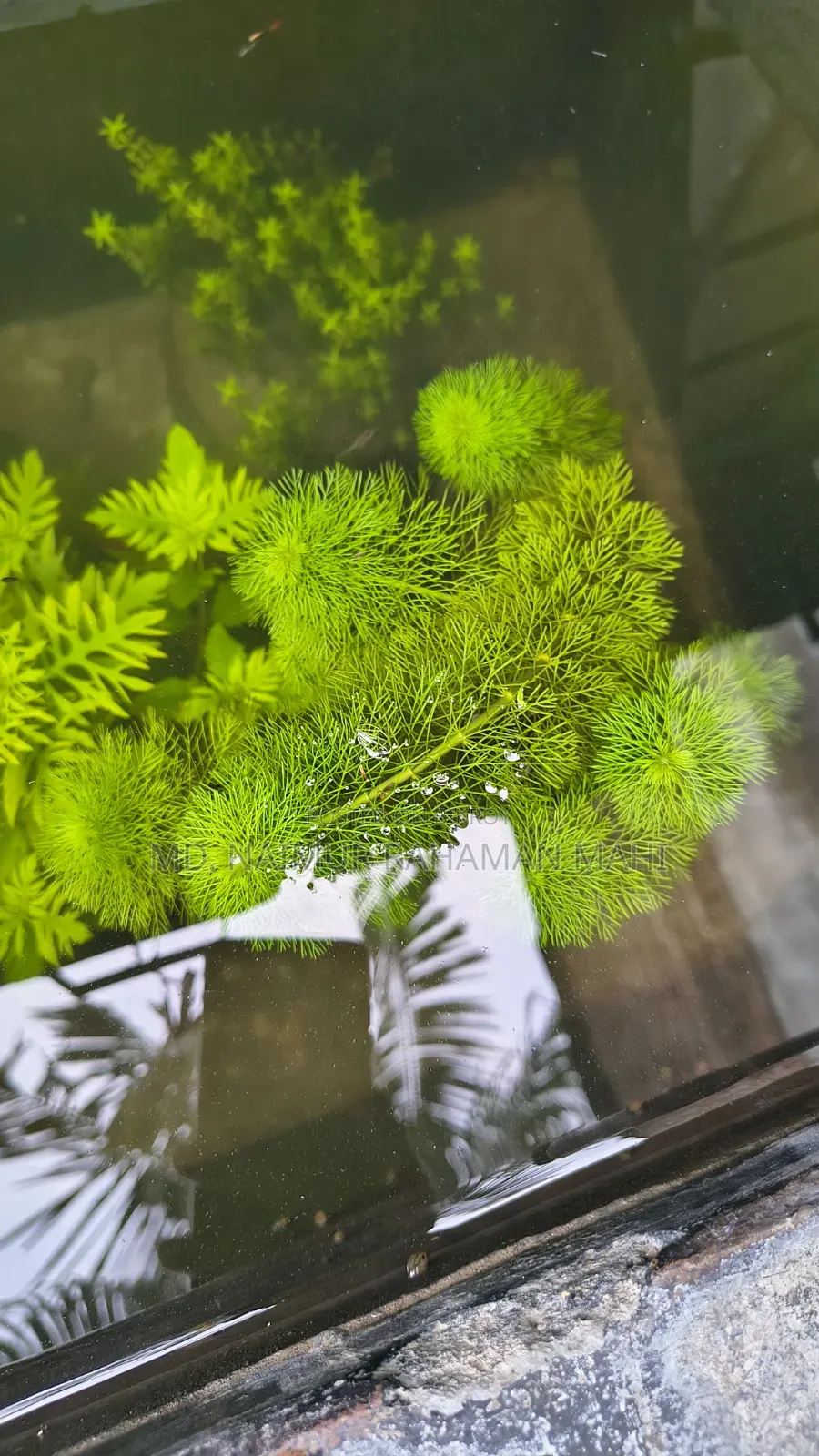 Trees for sale