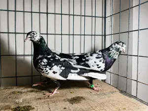 রামপুরি কবুতর ১ জোড়া