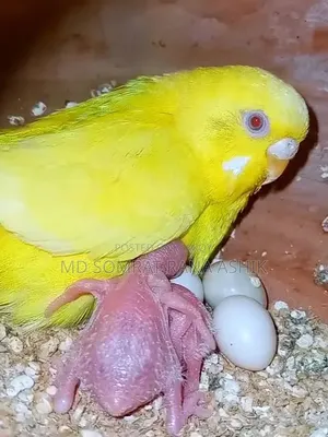 রেড আই লুটিনো বাজিগার রানিং পেয়ার সেল হবে