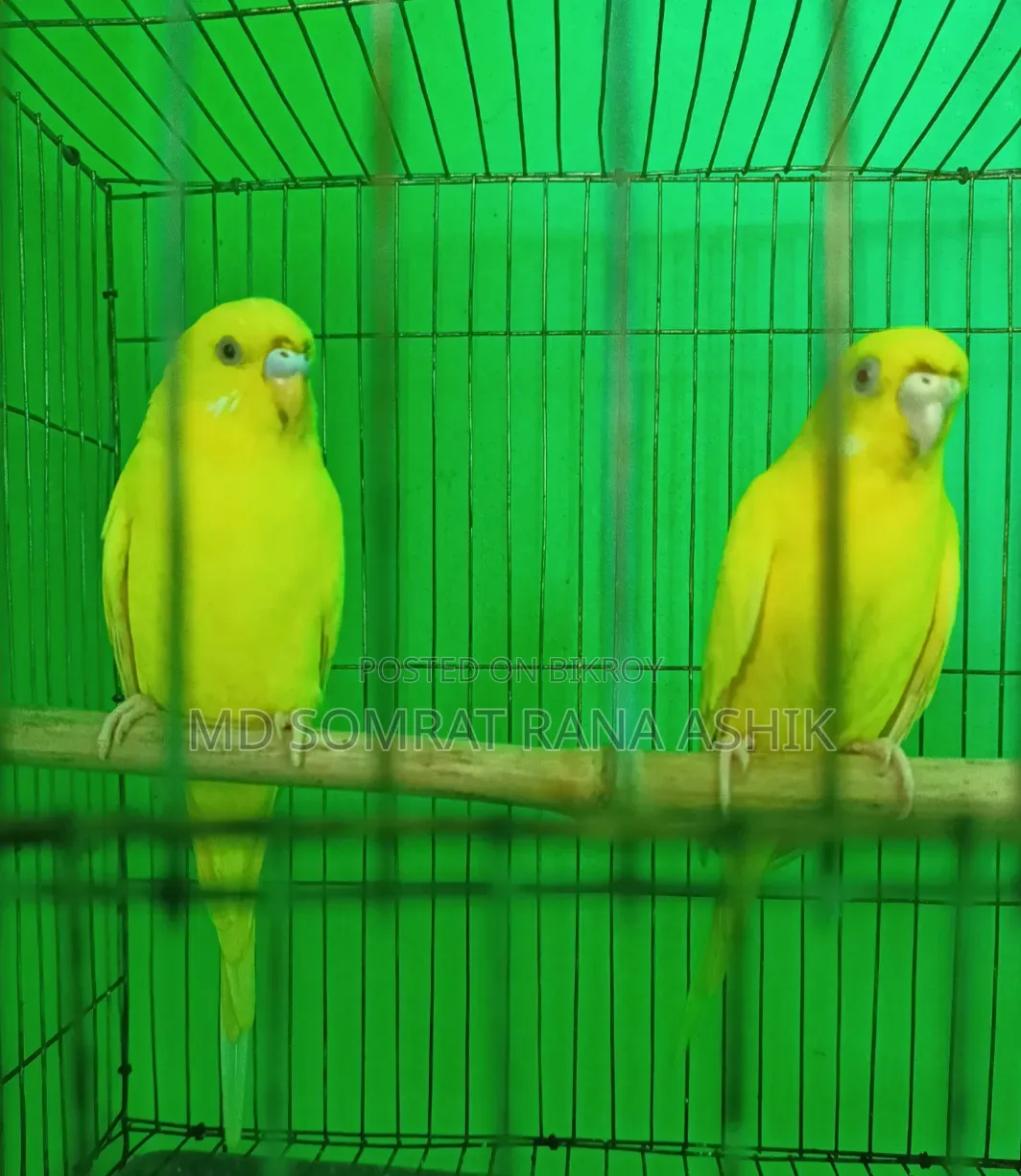 রেড আই লুটিনো বাজিগার রানিং পেয়ার সেল হবে