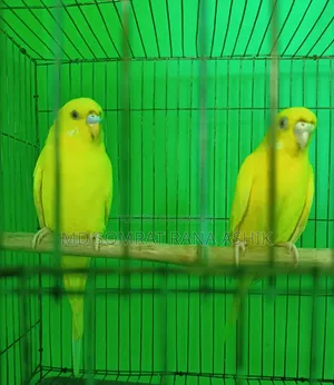 রেড আই লুটিনো বাজিগার রানিং পেয়ার সেল হবে