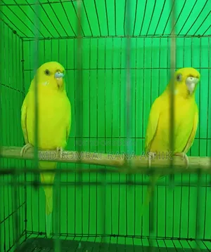 রেড আই লুটিনো বাজিগার রানিং পেয়ার সেল হবে