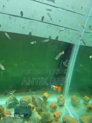 গাপটি নিউ এডাল্ট।এছাড়া পারপেল ড্রাগন আছে। পাঁচ কালারের স্রিম্প আছে।