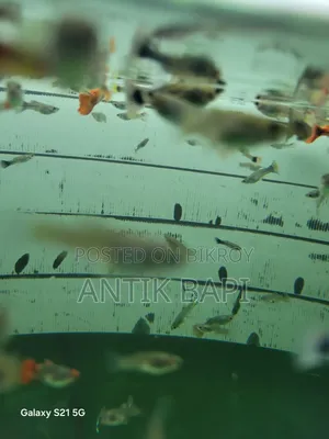 গাপটি নিউ এডাল্ট।এছাড়া পারপেল ড্রাগন আছে। পাঁচ কালারের স্রিম্প আছে।