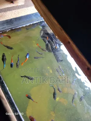 গাপটি নিউ এডাল্ট।এছাড়া পারপেল ড্রাগন আছে। পাঁচ কালারের স্রিম্প আছে।