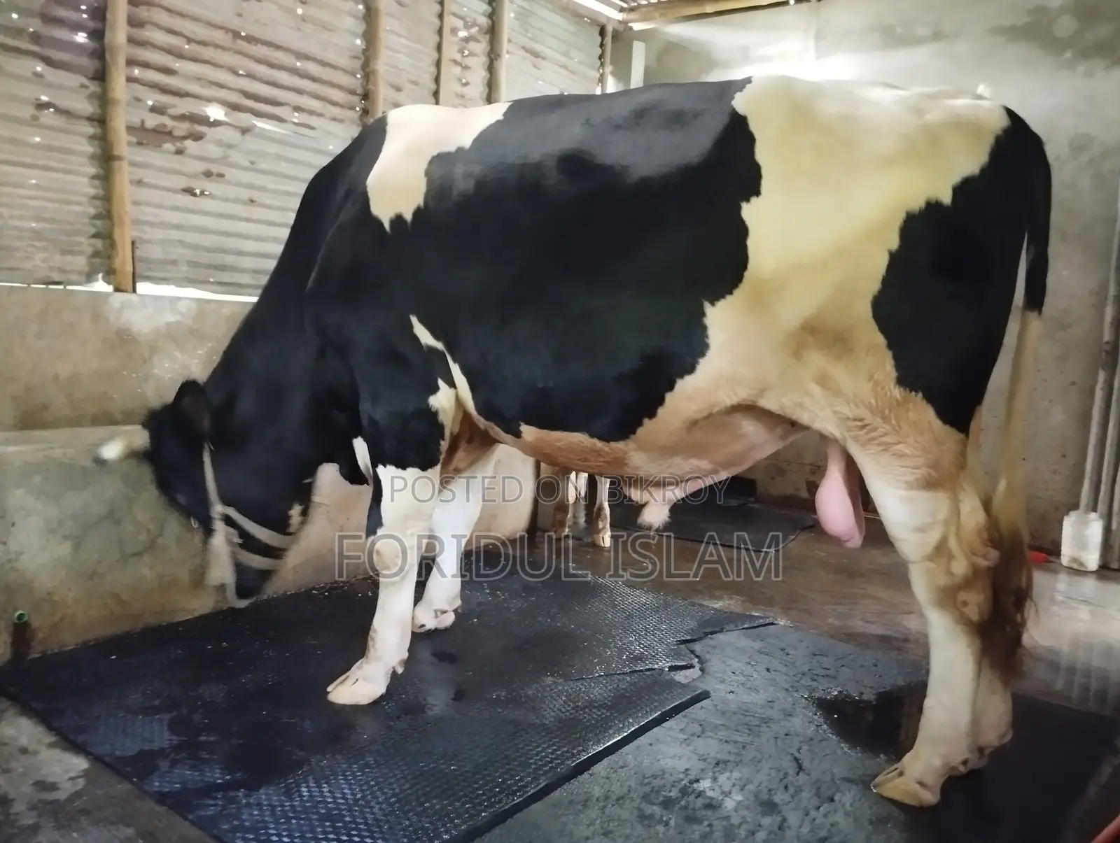 Healthy Large Size Bull for Sale