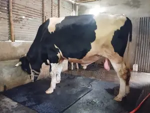 Healthy Large Size Bull for Sale