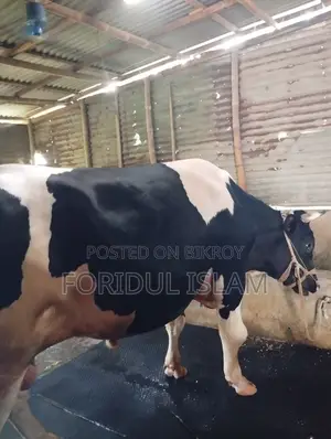 Healthy Large Size Bull for Sale