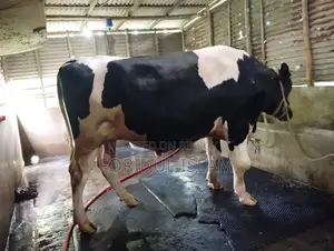 Healthy Large Size Bull for Sale