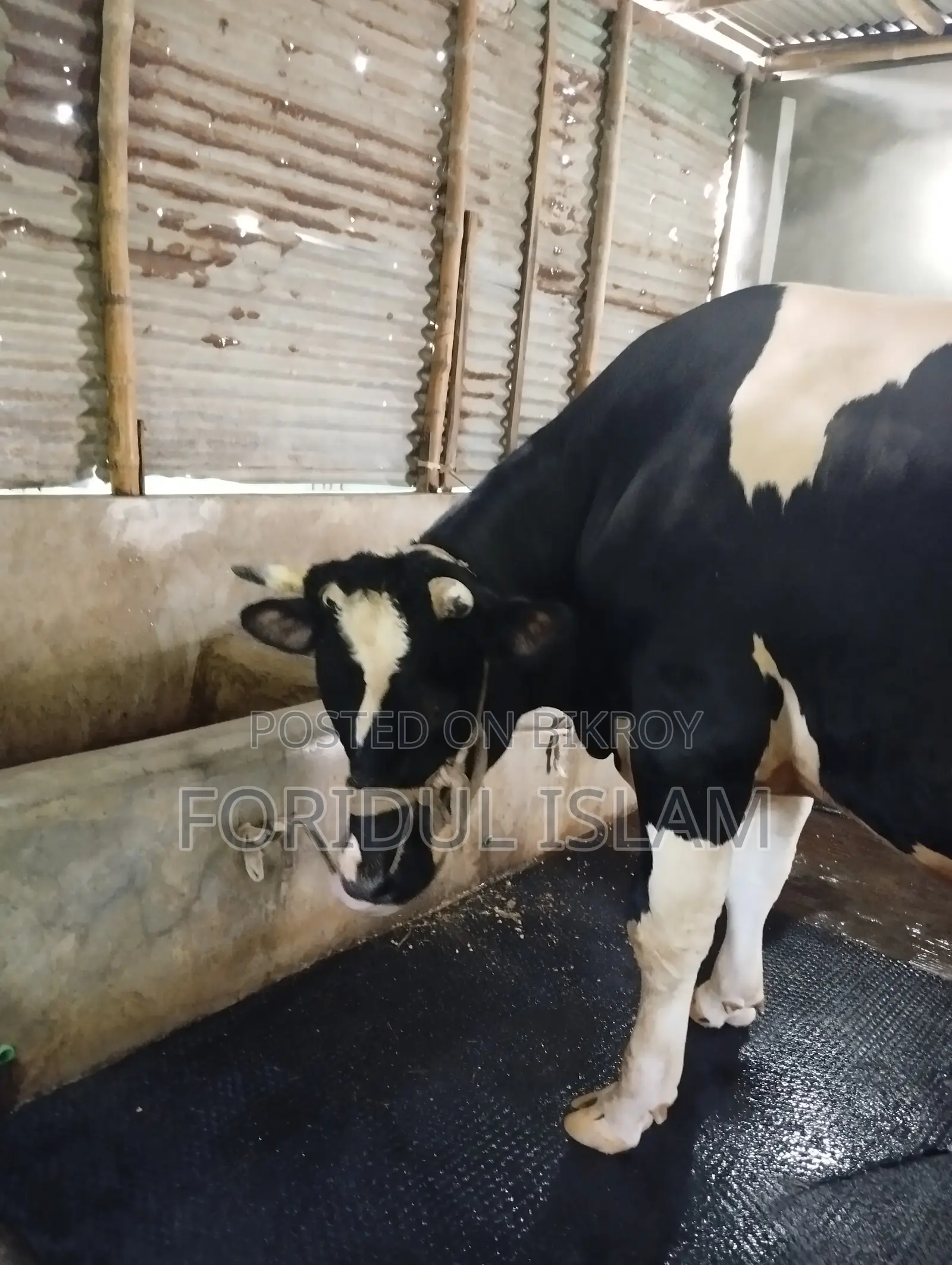 Healthy Large Size Bull for Sale