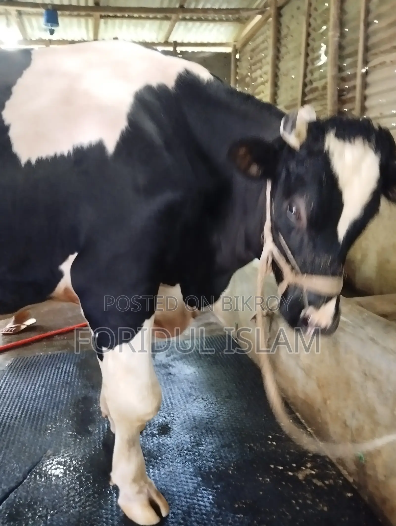 Healthy Large Size Bull for Sale