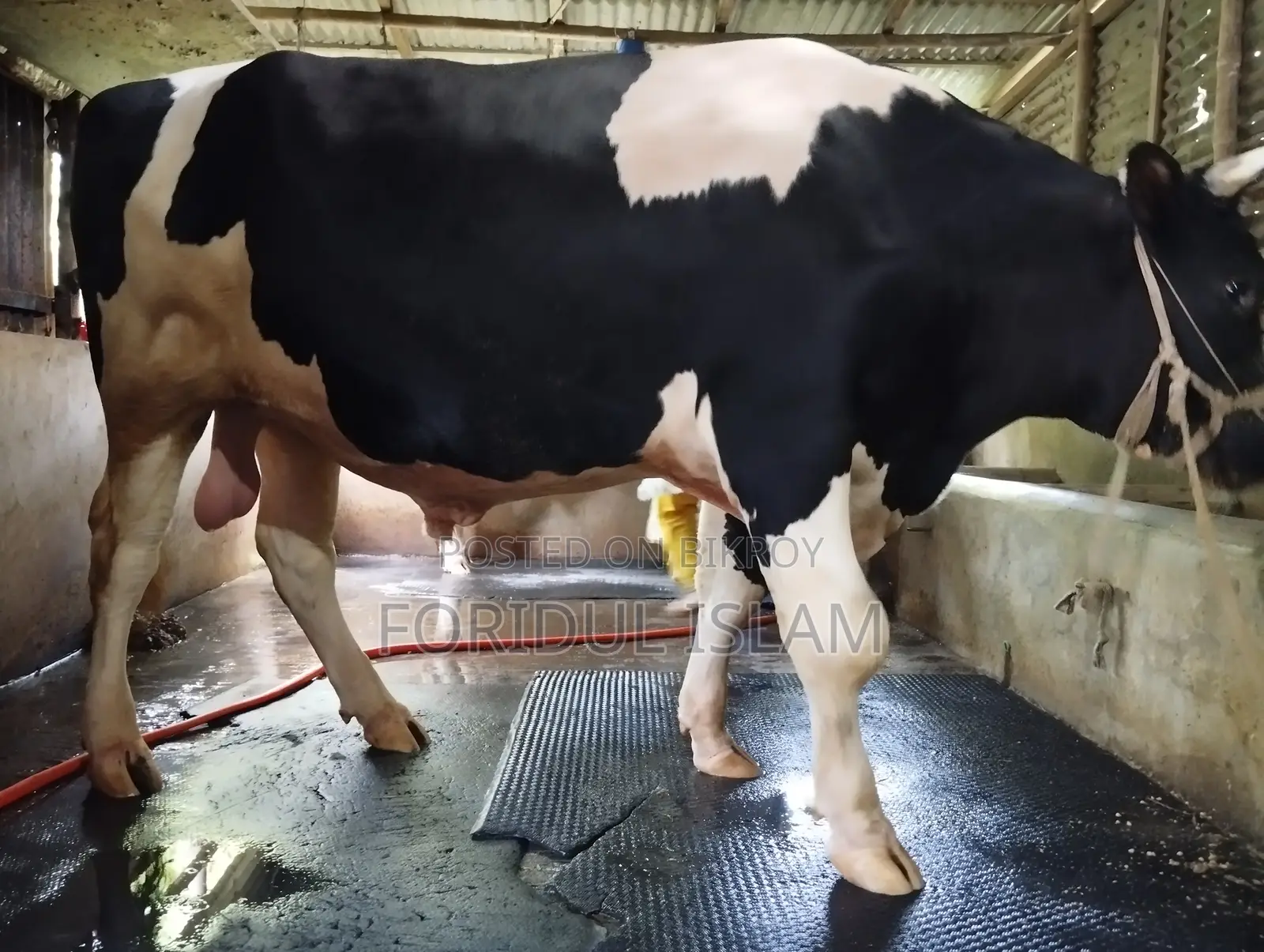 Healthy Large Size Bull for Sale