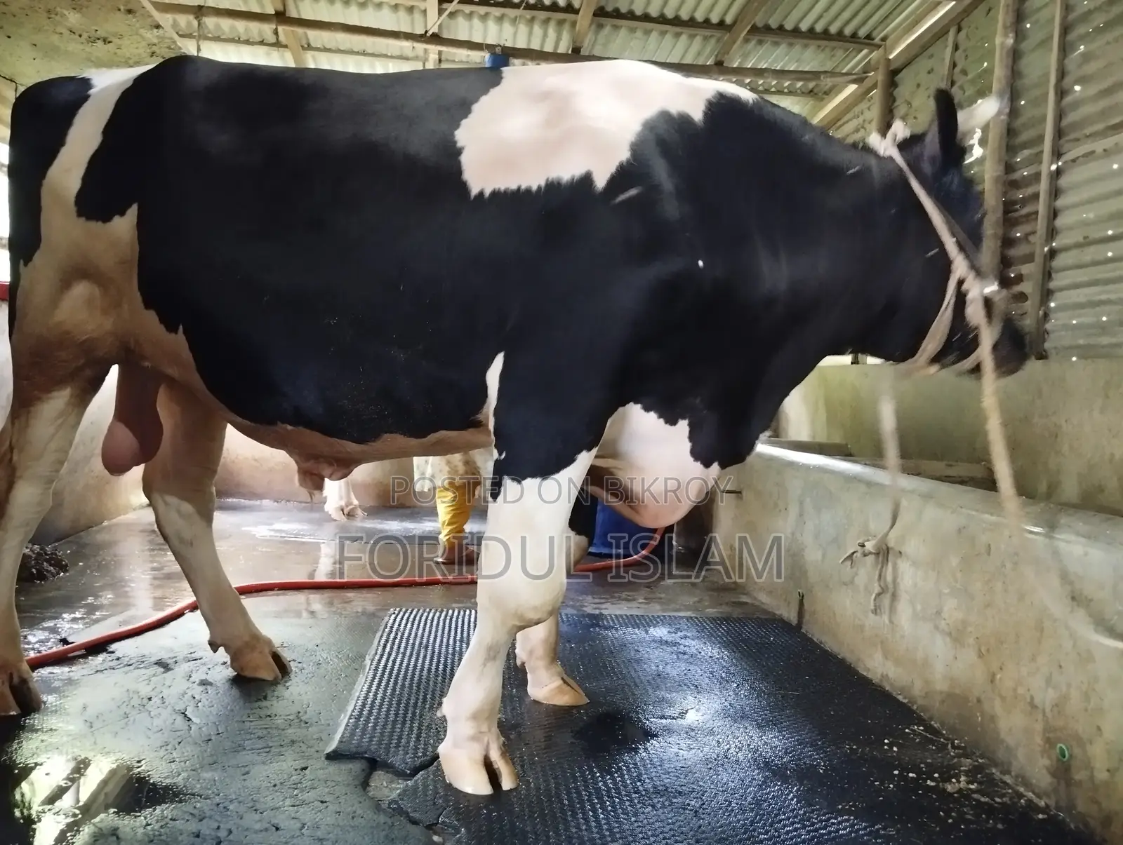 Healthy Large Size Bull for Sale