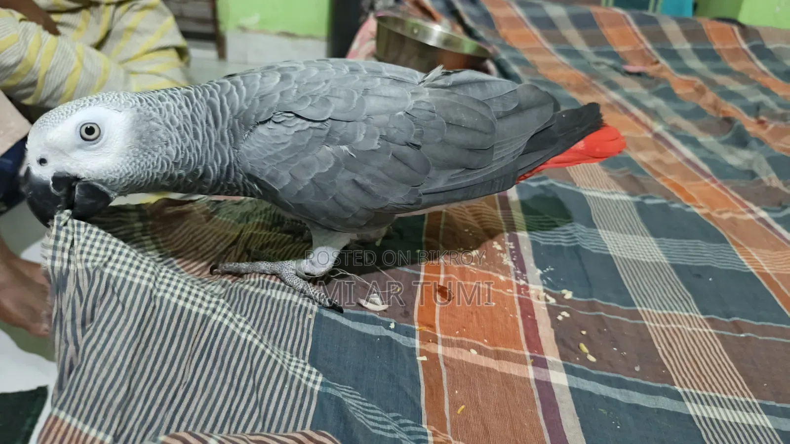 গ্রে প্যারট