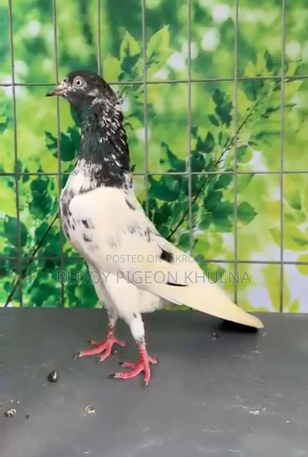 41 No Sakhi Teddy Imported Pigeon Baby.