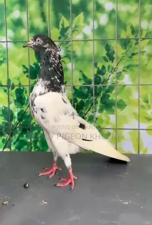 41 No Sakhi Teddy Imported Pigeon Baby.
