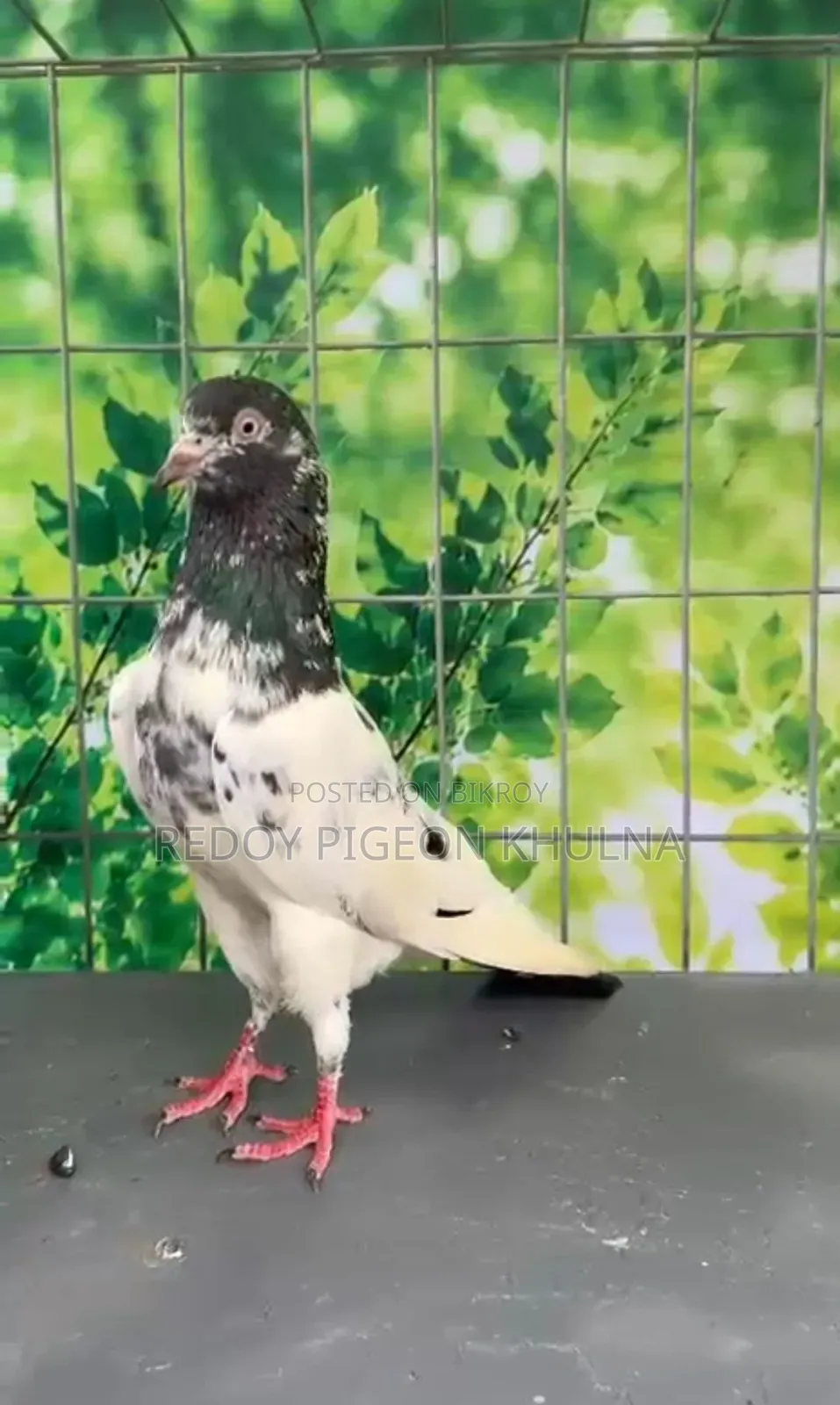 41 No Sakhi Teddy Imported Pigeon Baby.