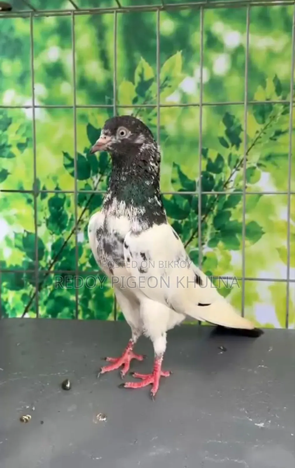41 No Sakhi Teddy Imported Pigeon Baby.