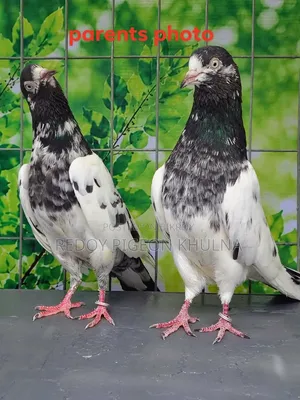 41 No Sakhi Teddy Imported Pigeon Baby.