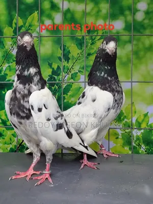 41 No Sakhi Teddy Imported Pigeon Baby.
