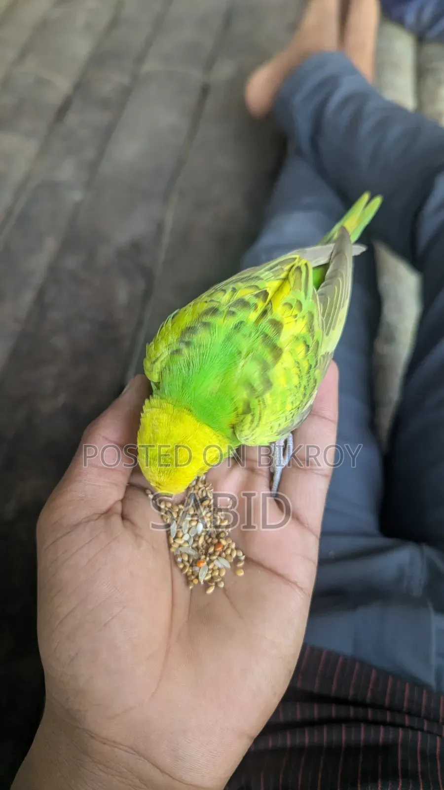 বাজরিগার পাখি বিক্রি করবো