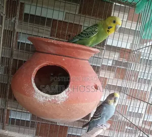 বাচ্চা সহ বাজরিগার পাখি