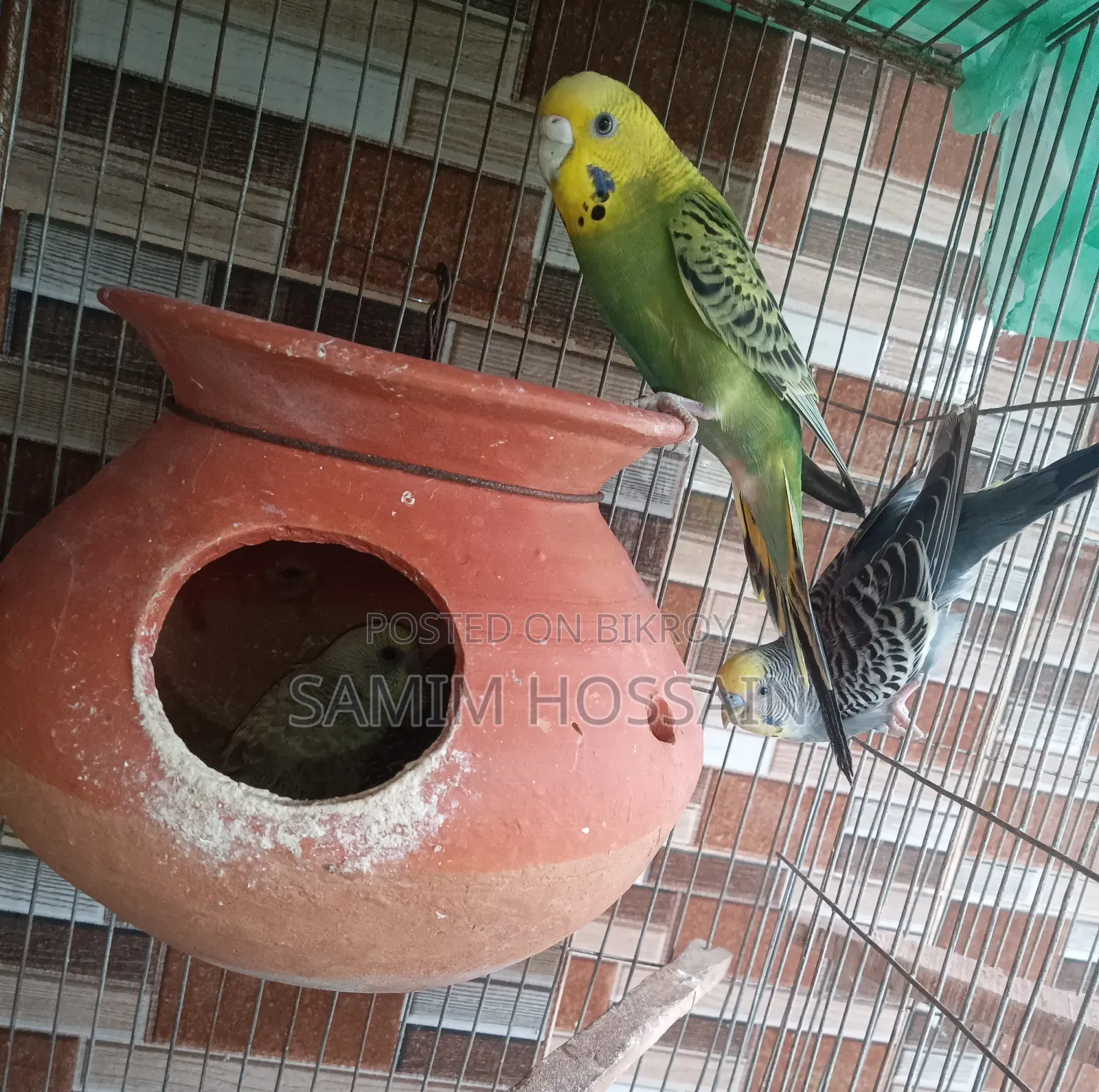 বাচ্চা সহ বাজরিগার পাখি
