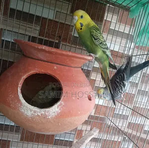 বাচ্চা সহ বাজরিগার পাখি