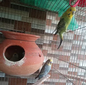 বাচ্চা সহ বাজরিগার পাখি