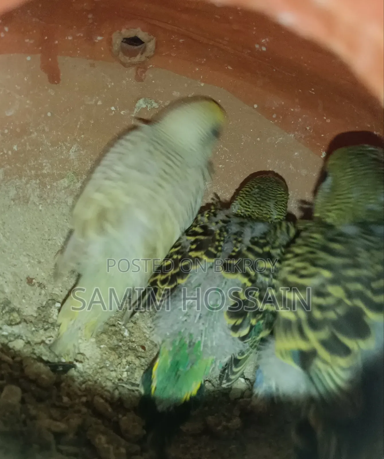বাচ্চা সহ বাজরিগার পাখি