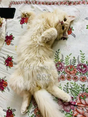 ১+ ইয়ার মেল পিউরব্রেড পার্সিয়ান