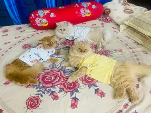 ১+ ইয়ার মেল পিউরব্রেড পার্সিয়ান