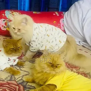 ১+ ইয়ার মেল পিউরব্রেড পার্সিয়ান