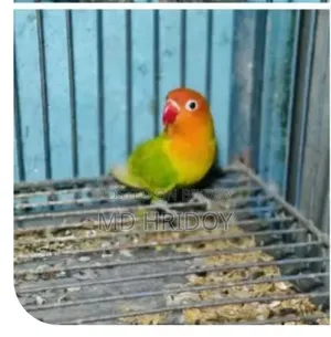 লাভ বাড মেইল