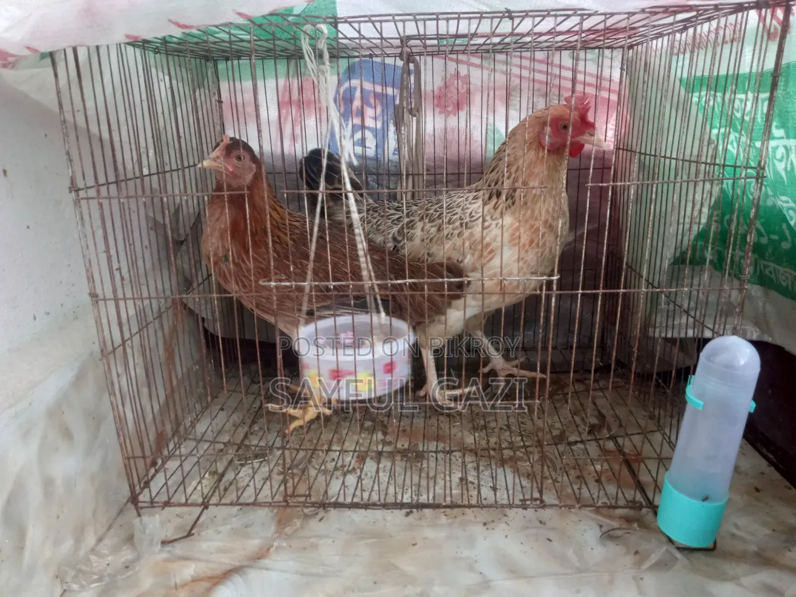 Two Local Breed Hens for Sale