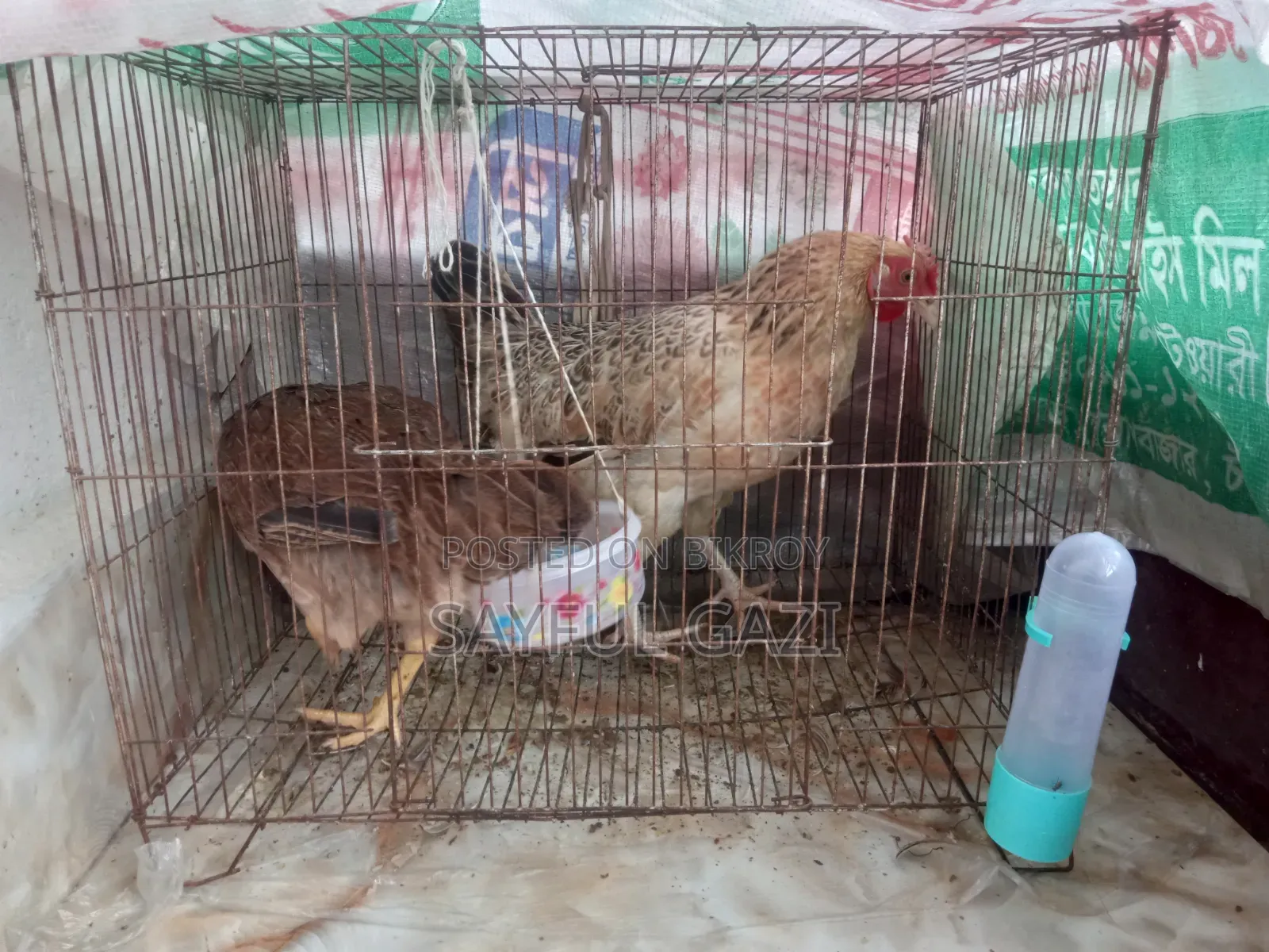 Two Local Breed Hens for Sale