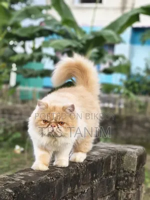 ৬-১২ মাসের ফিমেল পিওরব্রেড পার্সিয়ান