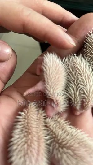 Cute Hedgehog Family