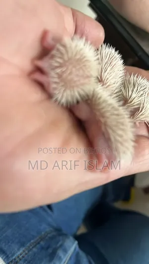 Cute Hedgehog Family