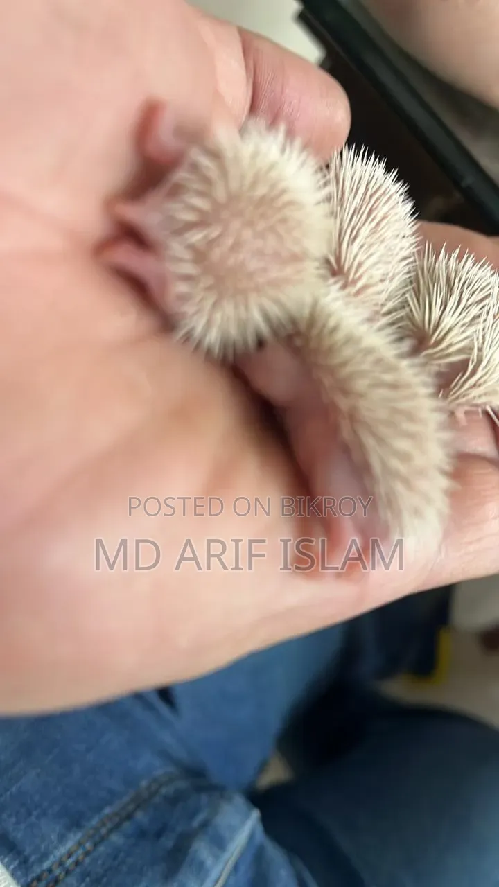 Cute Hedgehog Family