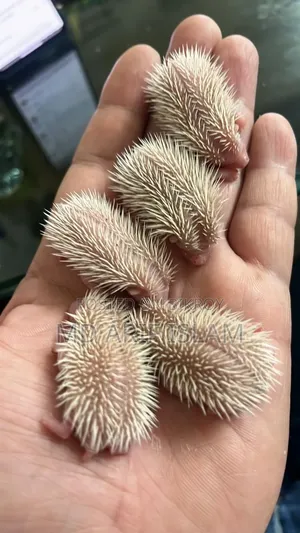 Cute Hedgehog Family
